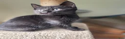 Mixed Breed cats for sale: 3 Black kittens & 1 Tabby female  - Advert 12
