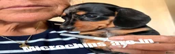 Miniature Dachshund dogs for sale: Licensed. Min smooth, kc/pra clear ready 25/5  - Advert 5