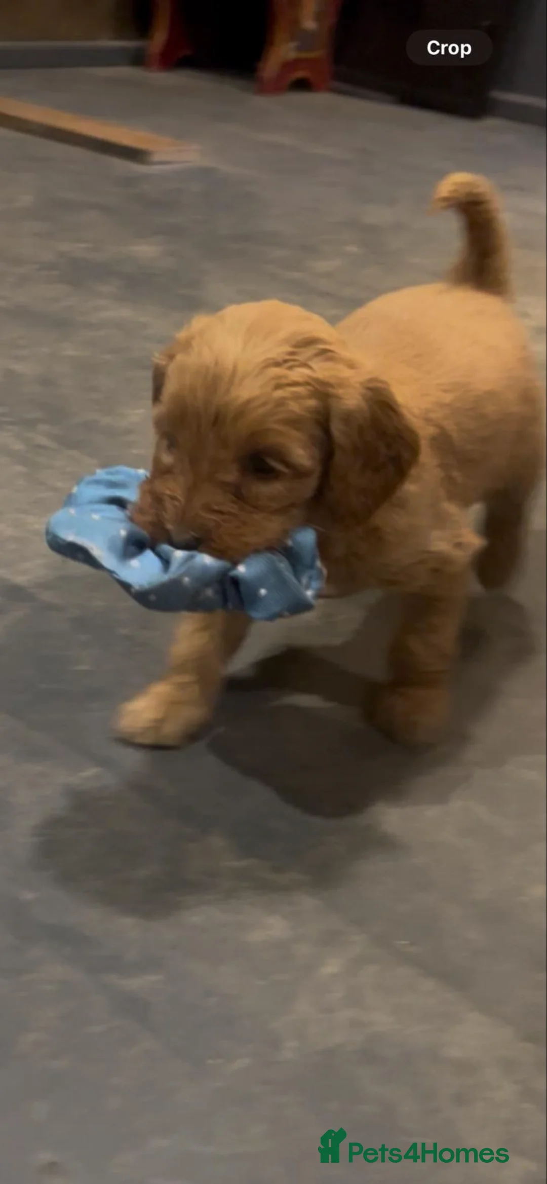 Cockapoo dogs for sale: F1 cockapoos  - Advert 3