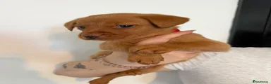 Labrador Retriever 1 (Red Collar)
