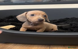 Miniature Dachshund dogs for sale: Tiny miniature kc dachshunds LAST GIRL   - Image 13