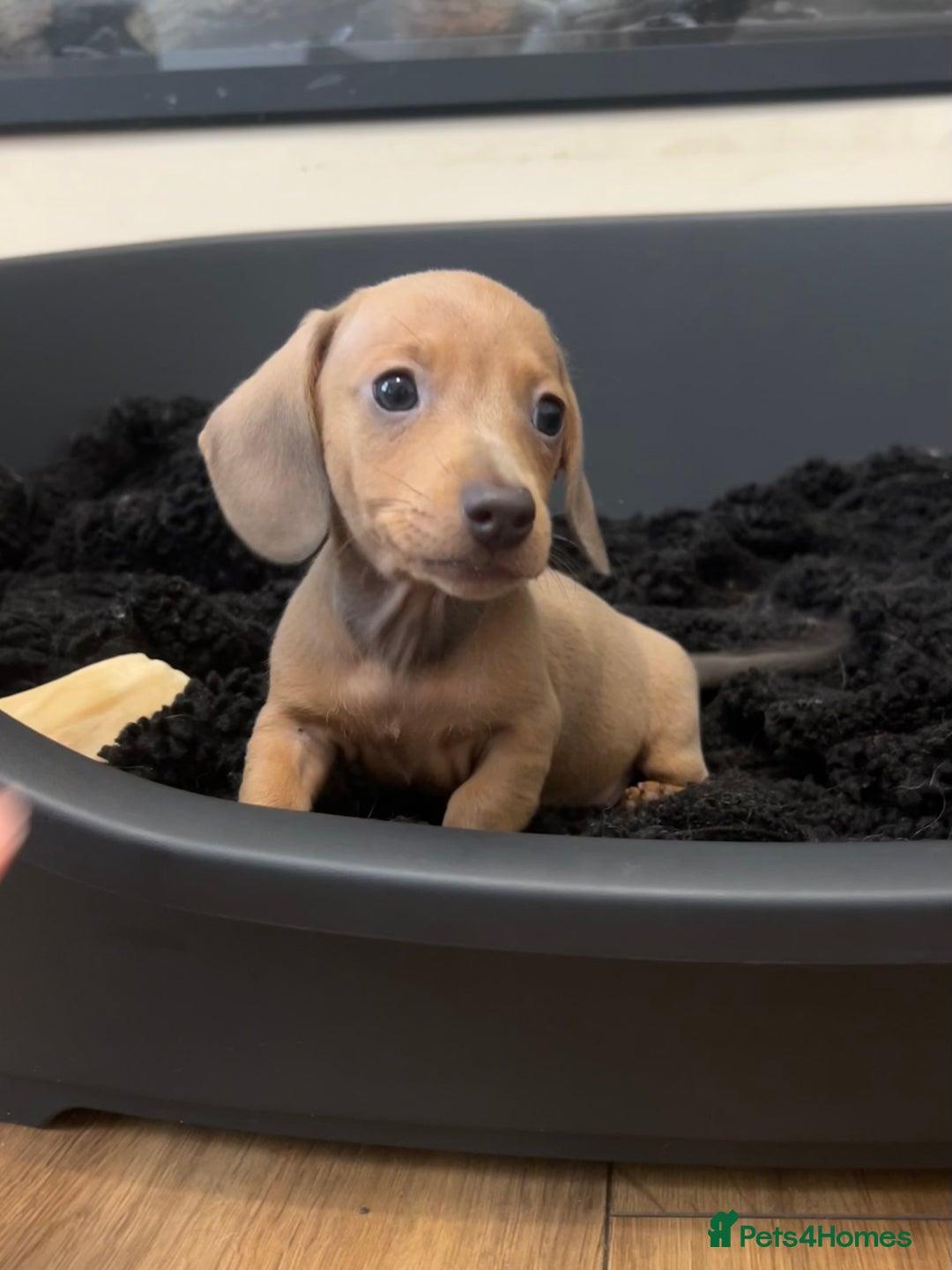 Miniature Dachshund dogs for sale: Tiny miniature kc dachshunds LAST GIRL   - Image 13