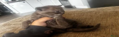 Chocolate girl 