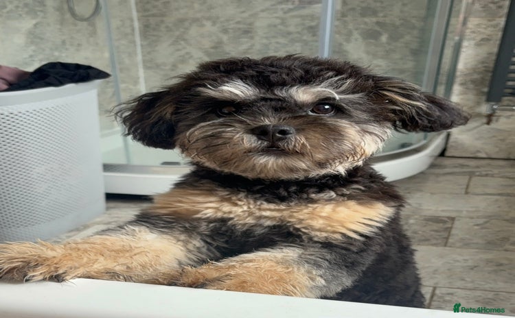 Mixed Breed dogs - Advert 3
