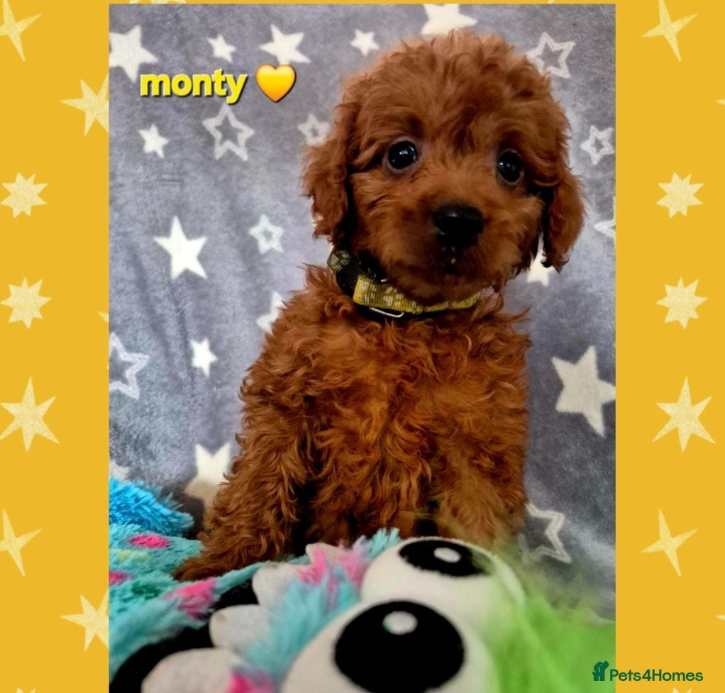 Cavapoo dogs F1B CAVAPOO PUPPIES EXTENSIVELY DNA HEALTH TESTED  - Advert 2