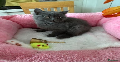 British Shorthair cats - Advert 15
