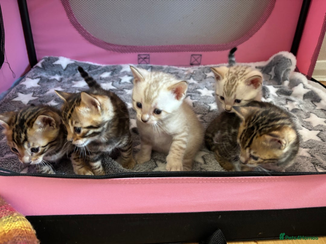 Bengal cats for sale: Supreme Grand Champion TICA bengal kittens  - Image 3