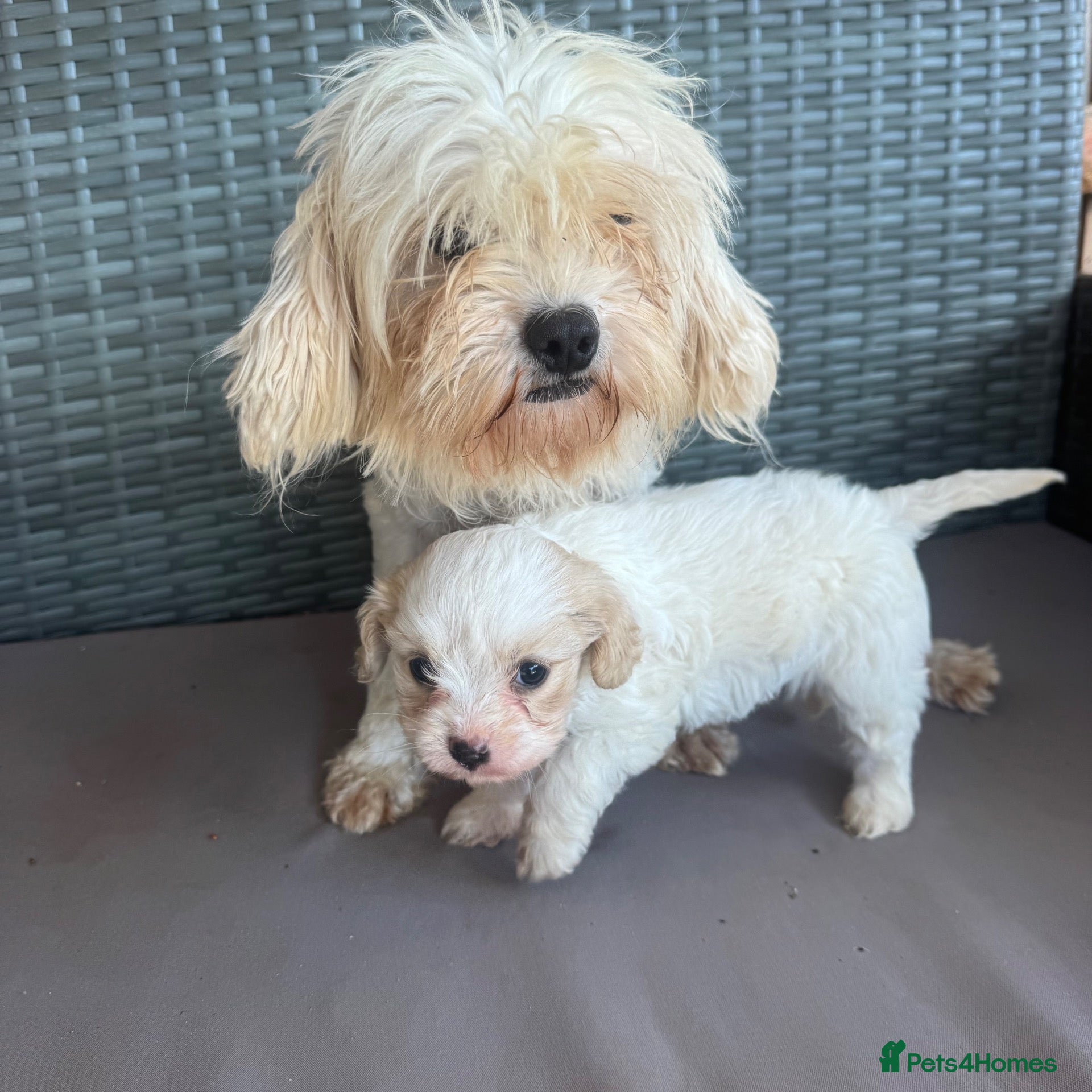 Cavapoo dogs Toy poodle three-quarter 1/4 King Charles - Advert 1