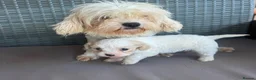 Cavapoo dogs for sale: Toy poodle three-quarter 1/4 King Charles - Advert 1