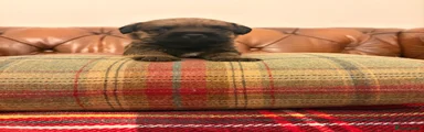 Border Terrier 2