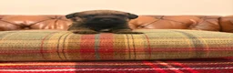 Border Terrier dogs for sale: 1 Boy available Border Terrier Puppies  in Whitchurch - Advert 6