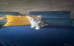 British Shorthair cats for sale: 2 beautiful kittens for sale - Image 4
