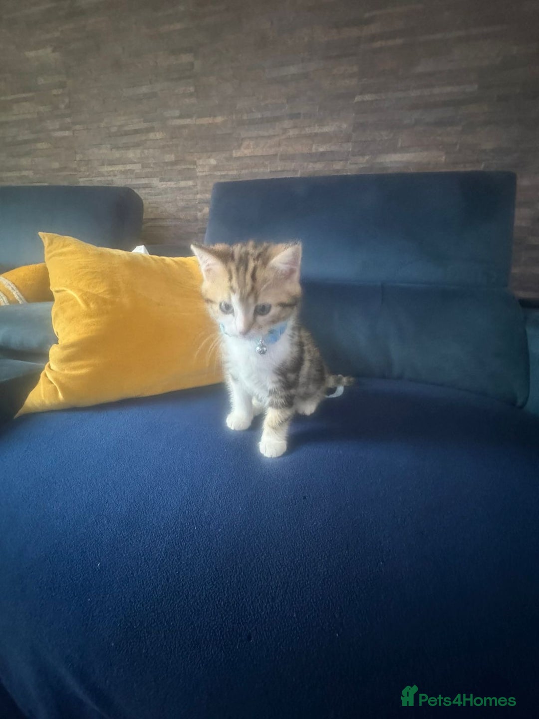 British Shorthair cats for sale: 2 beautiful kittens for sale - Image 4