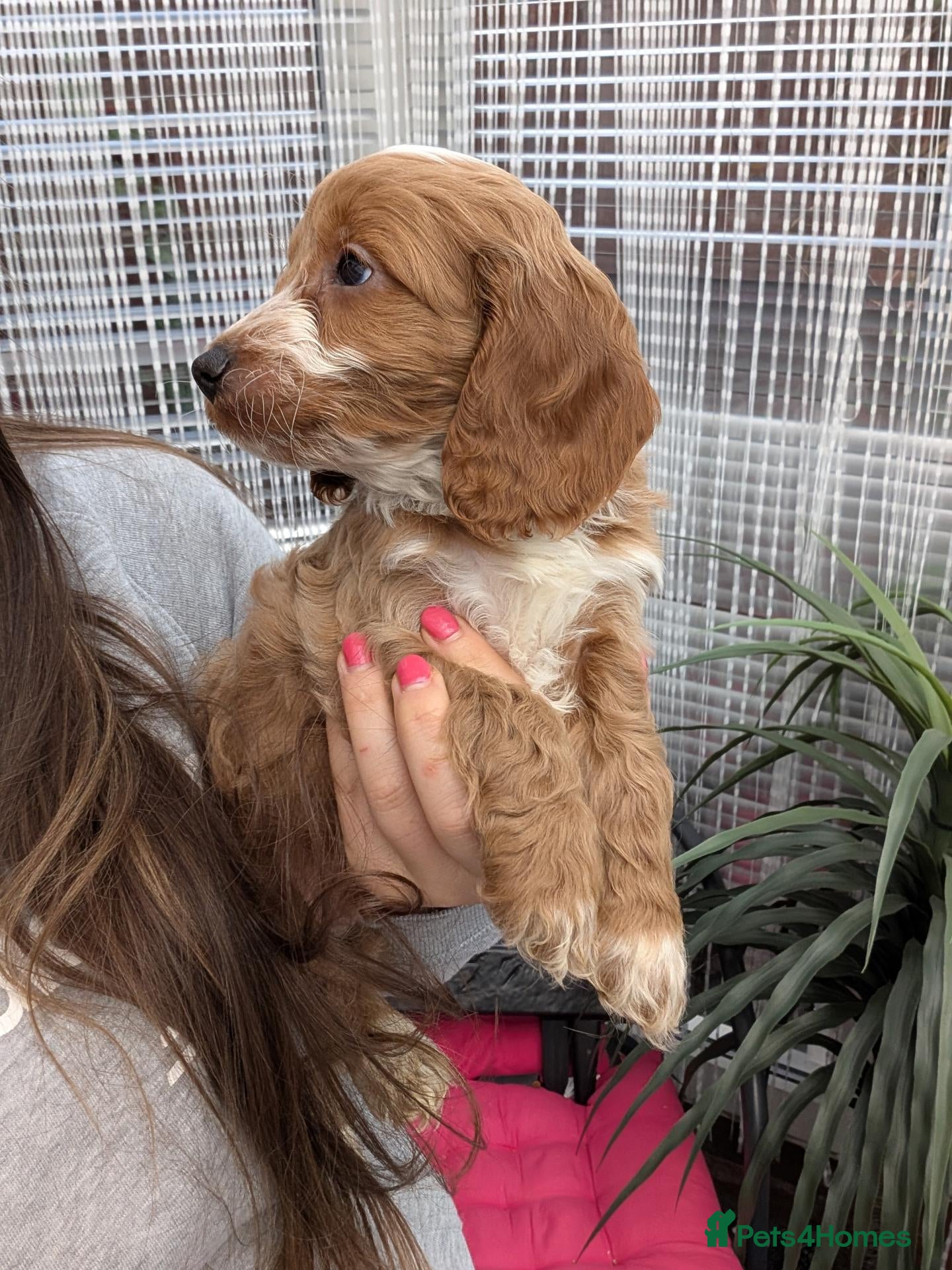 Cockapoo dogs for sale: Show Type Cockapoos DNA clear Ready to Leave - Advert 1