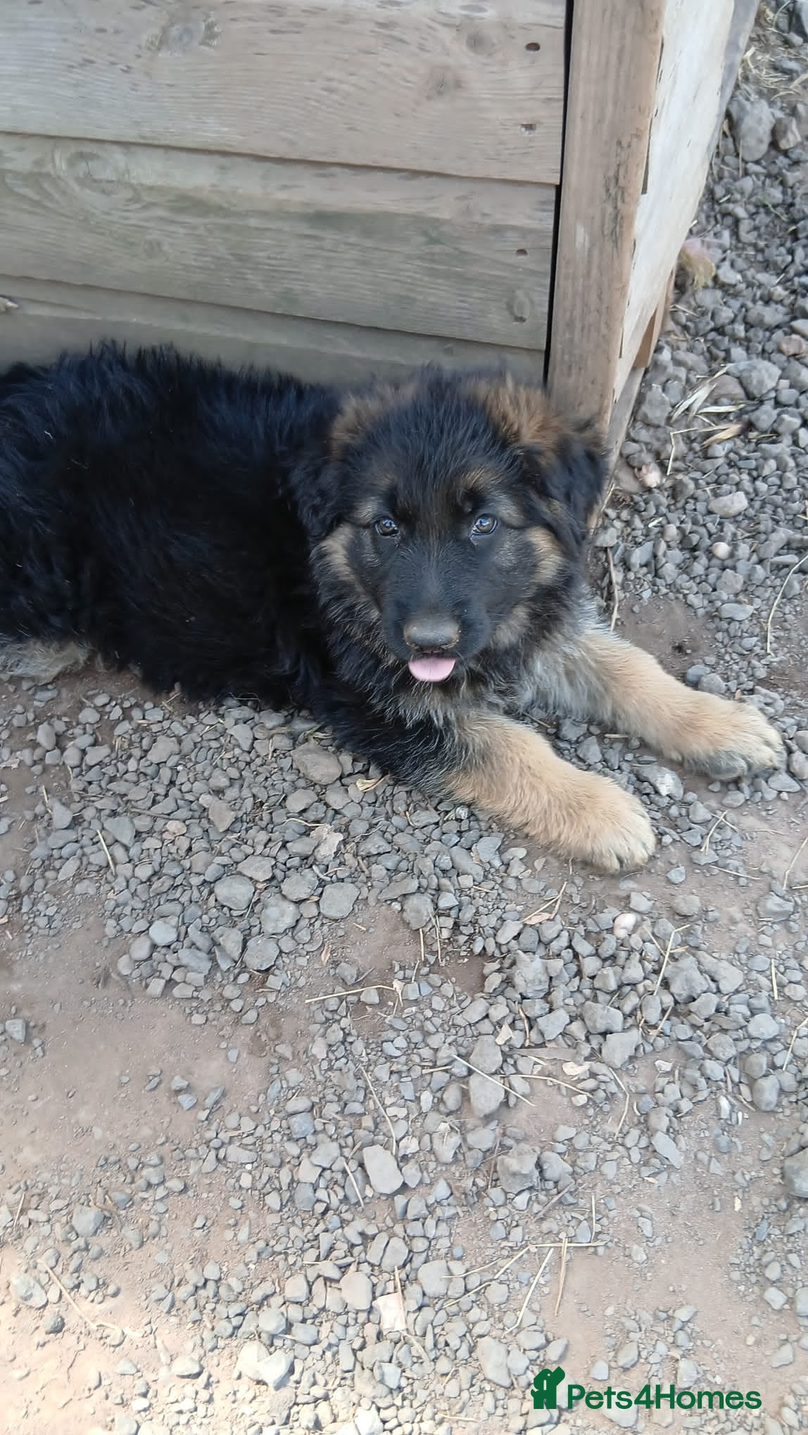 German Shepherd dogs READY TO GO male german shephard puppies - Advert 12