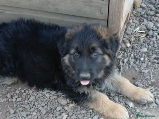 German Shepherd dogs READY TO GO male german shephard puppies - Advert 12