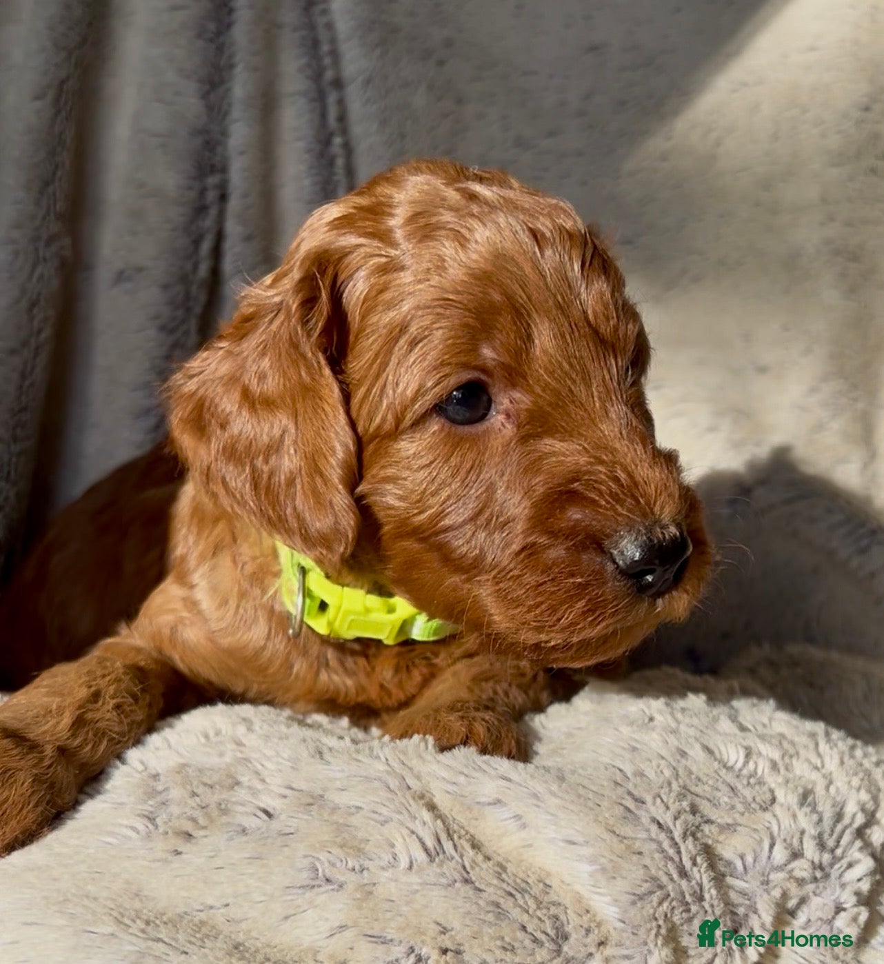 Irish Doodle dogs F1B Miniature Irishdoodles fully tested parents  - Advert 2