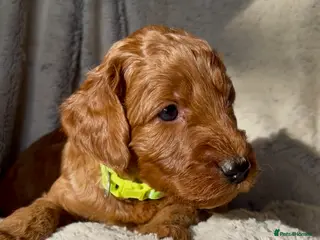 Irish Doodle dogs F1B Miniature Irishdoodles fully tested parents - Advert 2