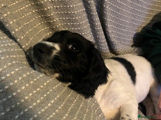 Sprocker dogs Black and white sprocker Bitch - Advert 1