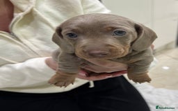 Dachshund dogs for sale: 2 Isabella dachshund puppies  - Image 1