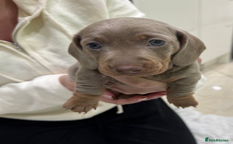 Dachshund dogs - Advert 2