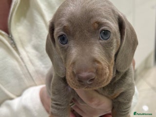 Dachshund dogs - Advert 10