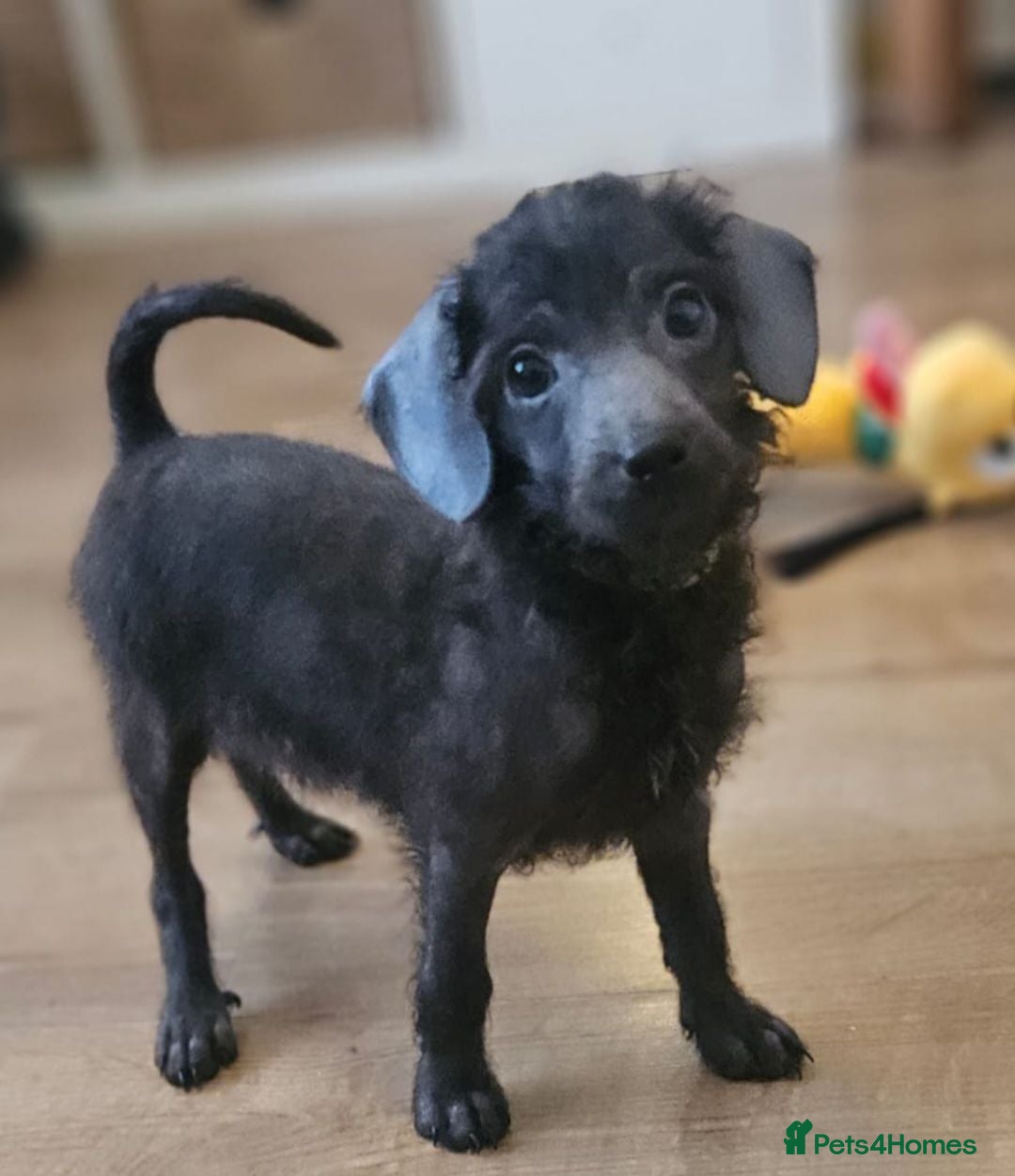 Toy Poodle dogs REDUCED ❤️🏡ready to leave🏡❤️ - Advert 10