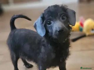Toy Poodle dogs REDUCED ❤️🏡ready to leave🏡❤️ - Advert 10