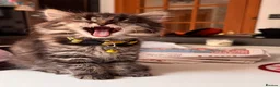 Mixed Breed cats for sale: Maincoon x in Aberdeen - Advert 6