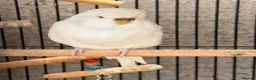 Budgerigars birds for sale: 12 Budgies Available Mixed  - Advert 14