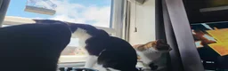 Mixed Breed cats for sale:  **   in Manchester - Advert 13