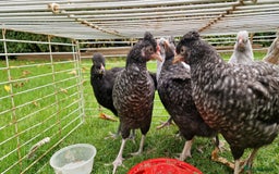 Chickens poultry for sale: Farmyard Mixed Chicks - Image 3