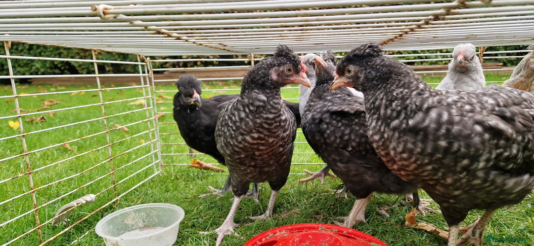 Chickens poultry for sale: Farmyard Mixed Chicks - Image 3