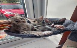 Savannah cats for sale: Playful Savannah F5 Mix Kittens for Loving Homes - Image 4
