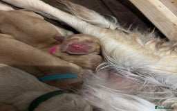 Golden Retriever dogs for sale: Beautiful Golden Retriever puppies  - Image 17