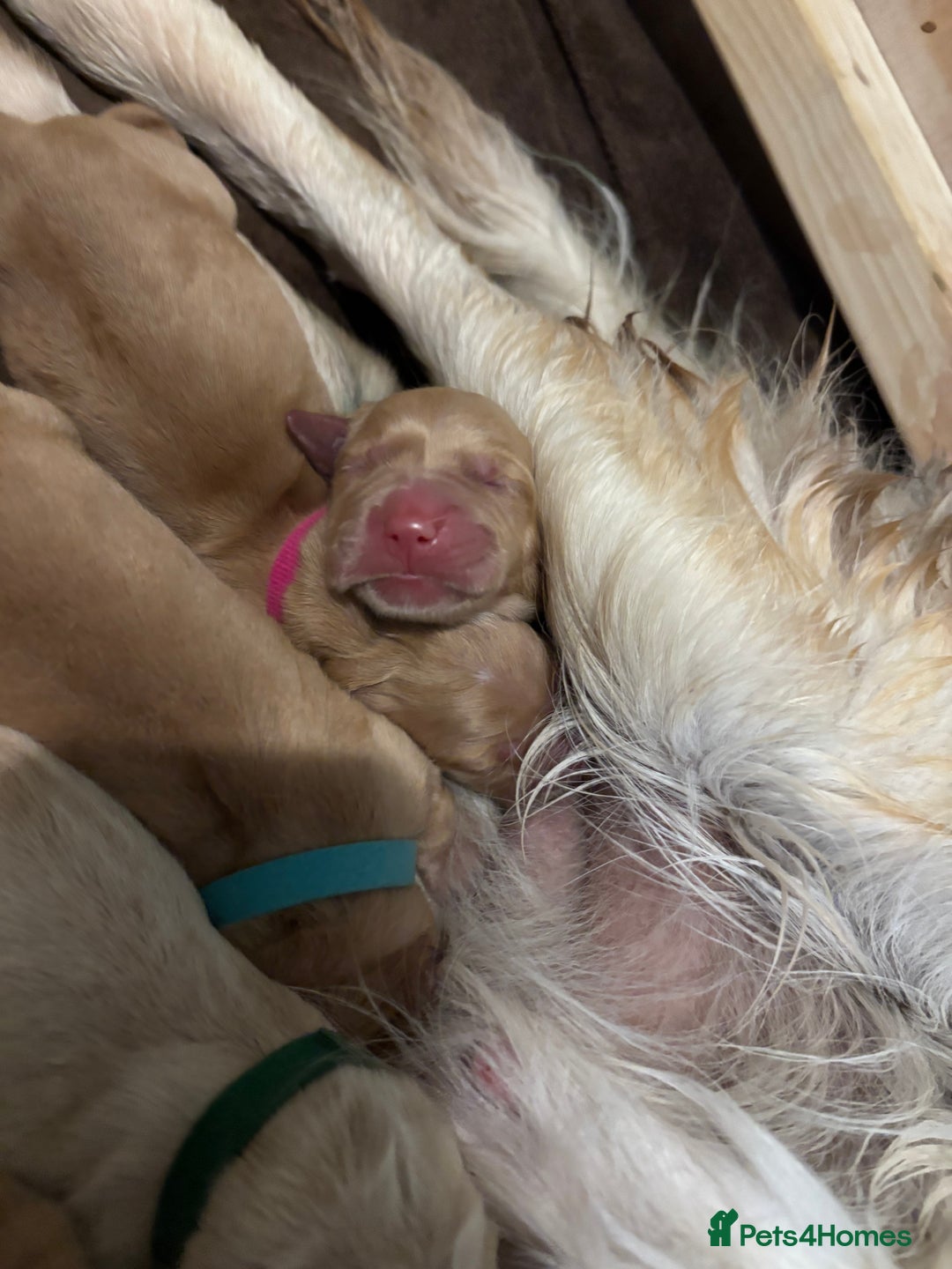 Golden Retriever dogs for sale: Beautiful Golden Retriever puppies  - Image 17