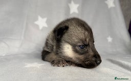 Siberian Husky dogs for sale: Kc Registered Agouti Male Puppy - Image 6