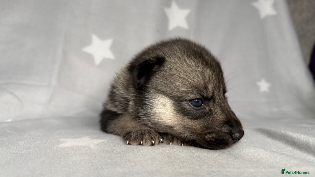 Siberian Husky dogs for sale: Kc Registered Agouti Male Puppy - Image 6