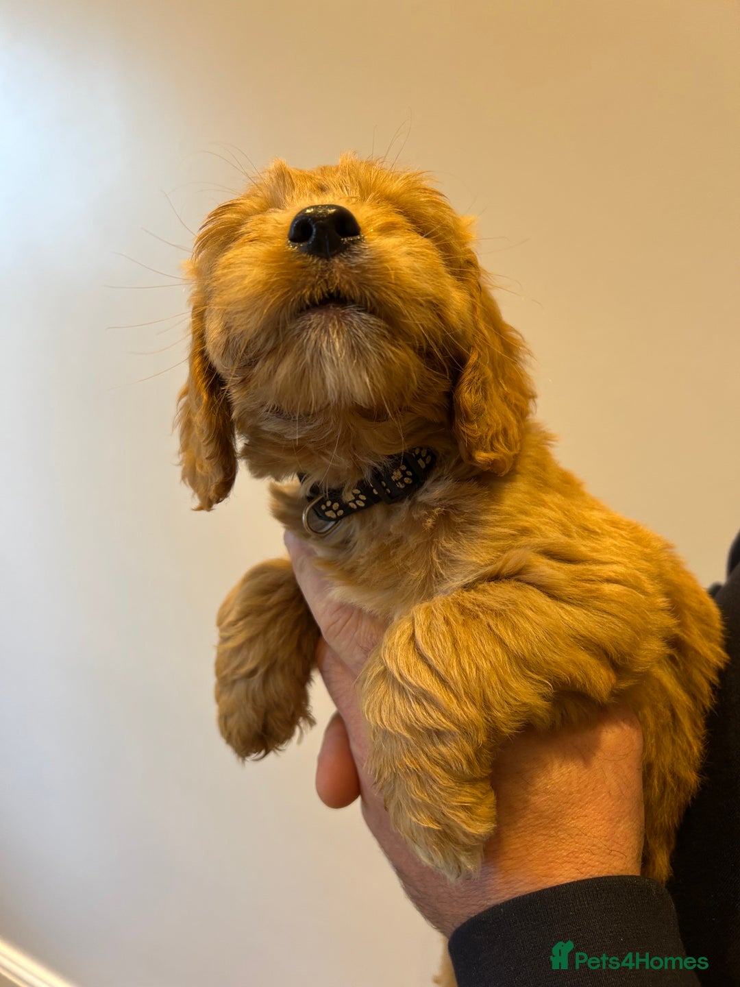 Cockapoo dogs for sale: Cockapoo puppies f1 gorgeous little babys - Advert 34