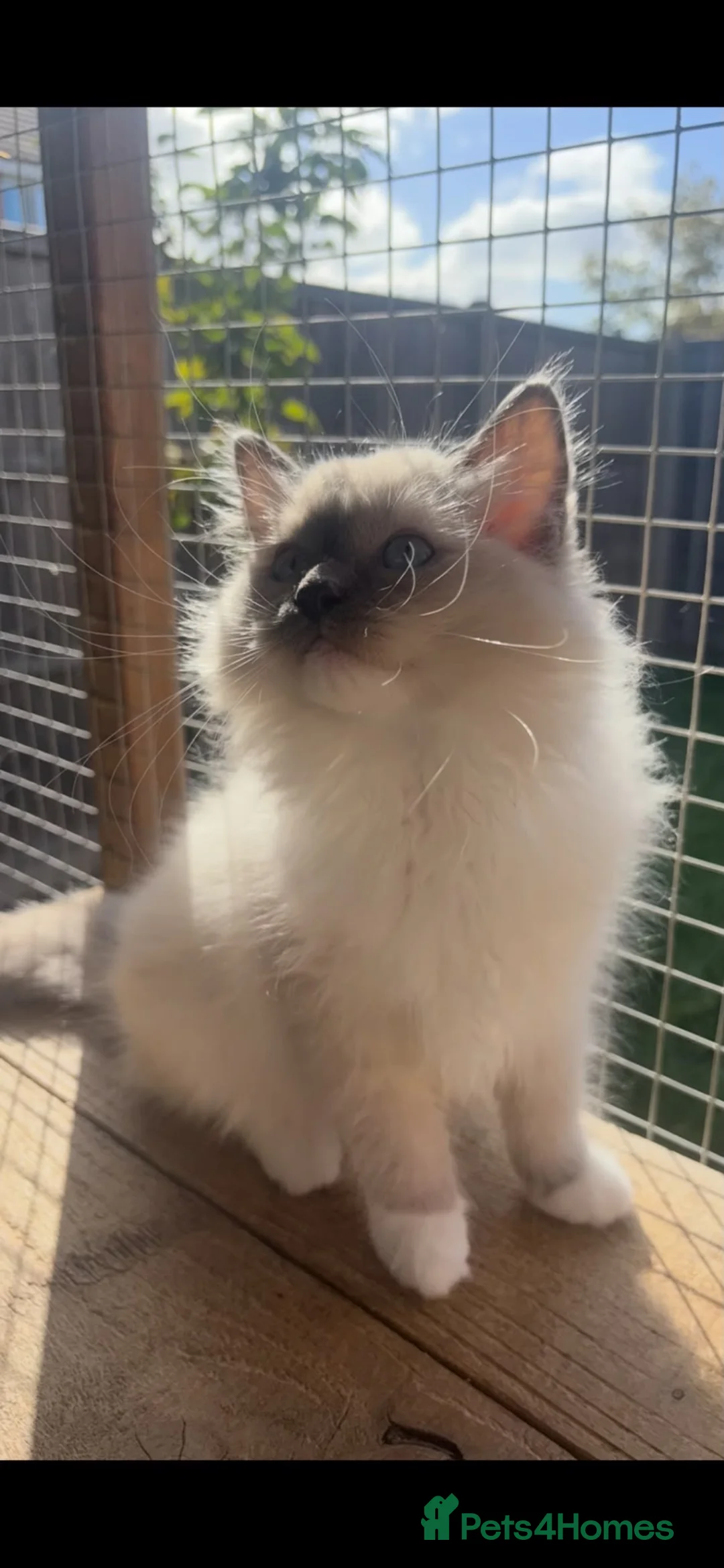Ragdoll cats for sale: Beautiful ragdoll blue mitted female  - Advert 7