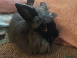 Lionhead rabbits Baby Lionhead rabbits - Advert 12