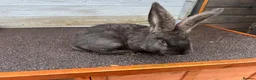 Continental Giant rabbits for sale: Black Buck Giant  - Advert 1