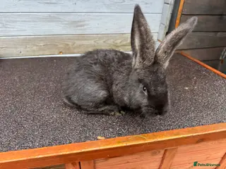 Continental Giant rabbits Black Buck Giant - Advert 3