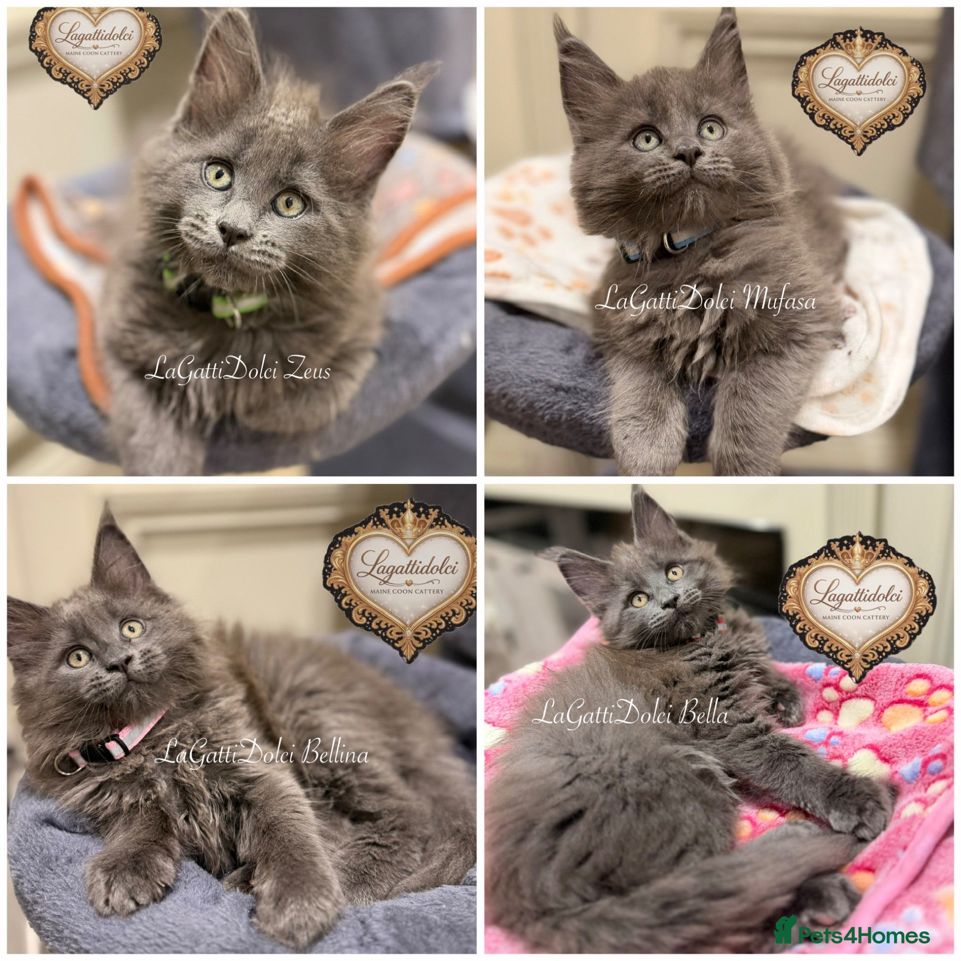 Maine Coon cats 🏆⭐️XXL Blue Maine Coons - Champion Lines⭐️🏆 - Advert 1
