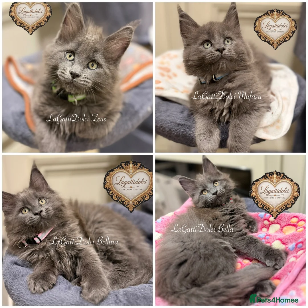 Maine Coon cats for sale: 🏆⭐️XXL Blue Maine Coons - Champion Lines⭐️🏆 - Advert 1