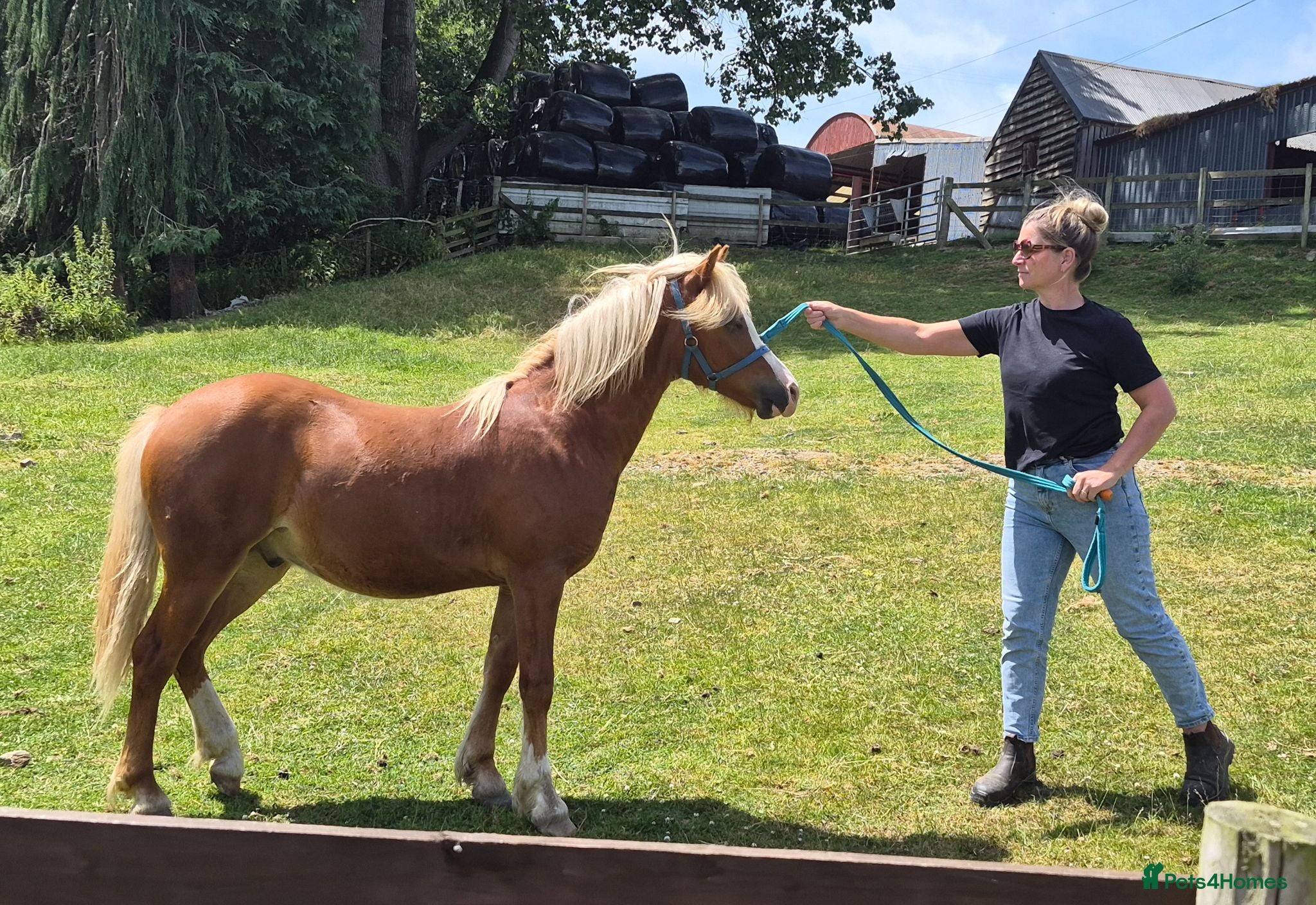 Welsh Section A horses Welsh X Chestnut Gelding - Advert 1