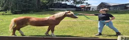 Welsh Section A horses for sale: Welsh X Chestnut Gelding - Advert 1