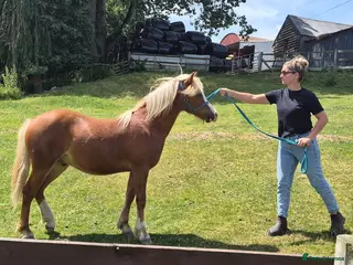 Welsh Section A horses Welsh X Chestnut Gelding - Advert 16