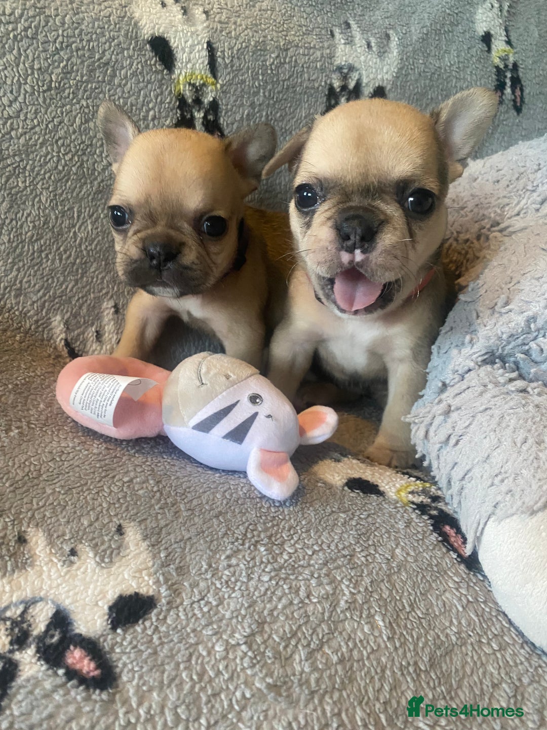 Frenchie Half Beagle Half Bulldog Pitbull English Bulldog Mix