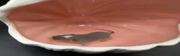 Mouse rodents for sale: Males and females - Advert 4